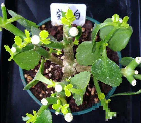 现在给花剪一刀,剪成一个“小平头”,呼呼冒芽爆盆 现在给花剪一刀,剪成一个“小平头”,呼呼冒芽爆盆