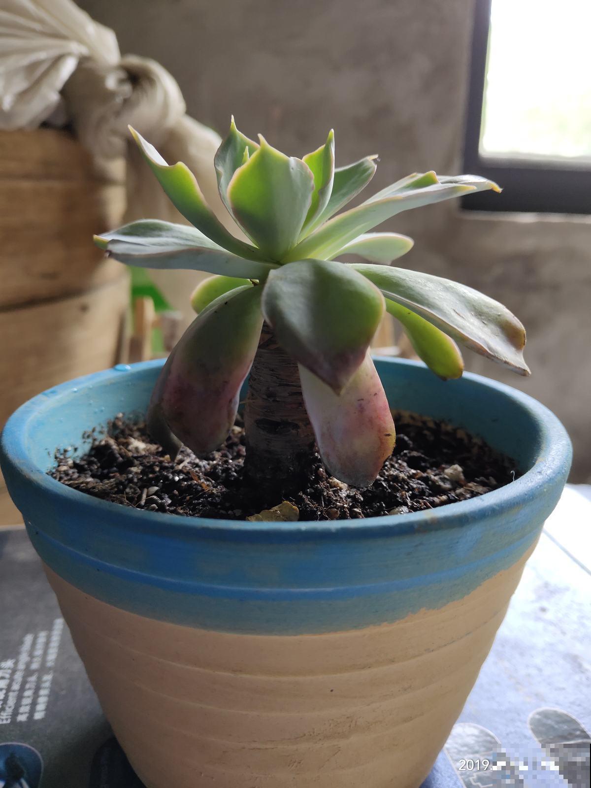 多肉“摊大饼”，解决这3点，叶片挺拔还肥大