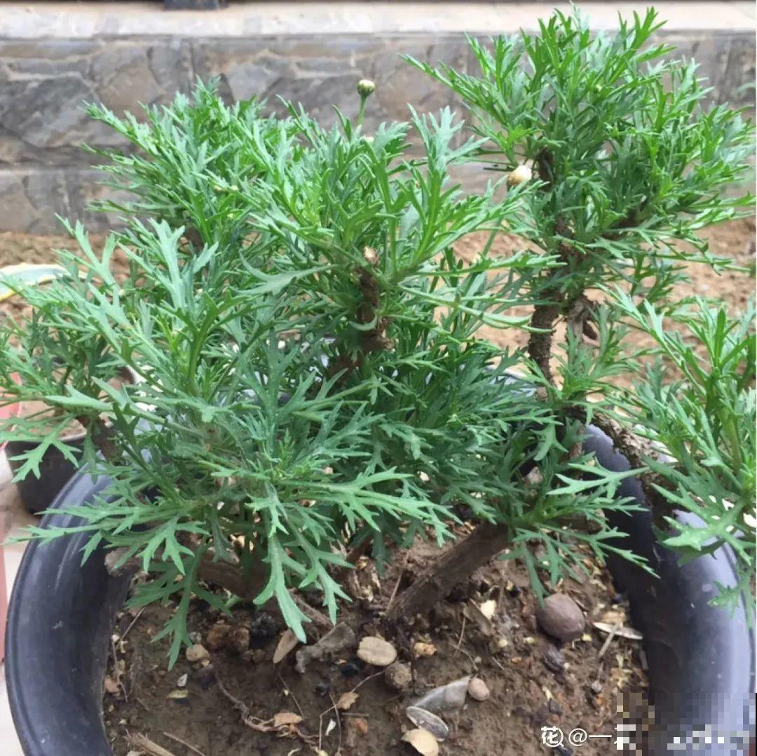 6种花夏天难养，贴土面砍一刀，新芽呼呼冒