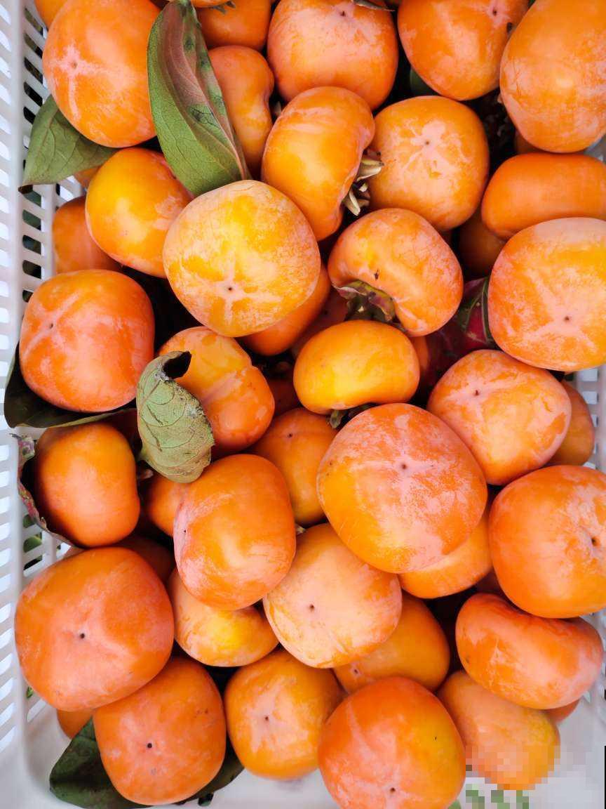 柿子树结果质量差，只差夏季的3步修剪，现在做还来得及