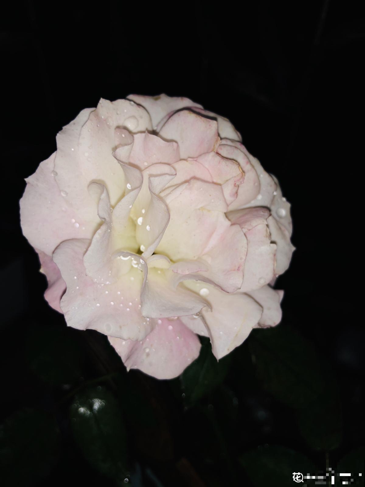 1种花天生会“变脸”,开放时是红色,衰败变白色,见的人真不多 1种花天生会“变脸”,开放时是红色,衰败变白色,见的人真不多