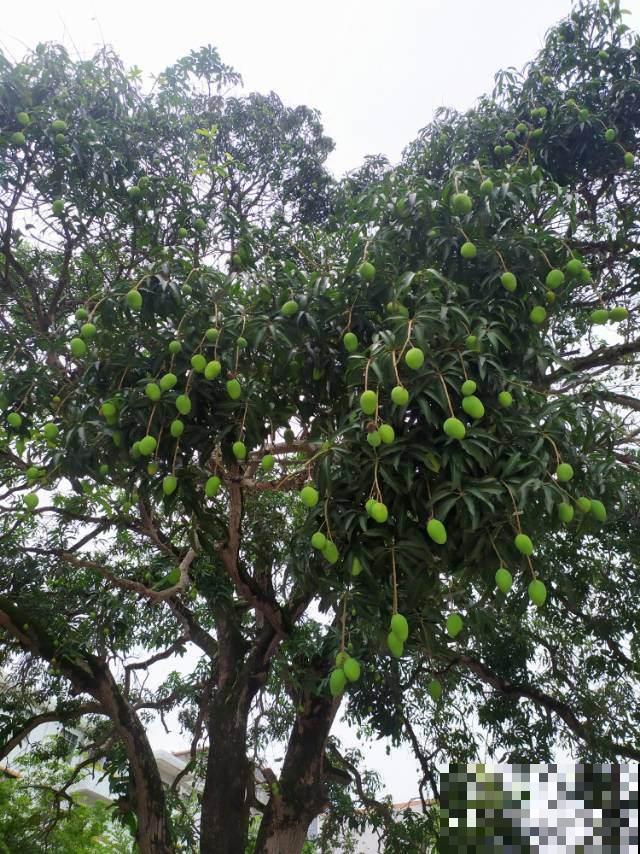 路边的野花不要采:这4种路边花,好看却不可触碰! 路边的野花不要采:这4种路边花,好看却不可触碰!