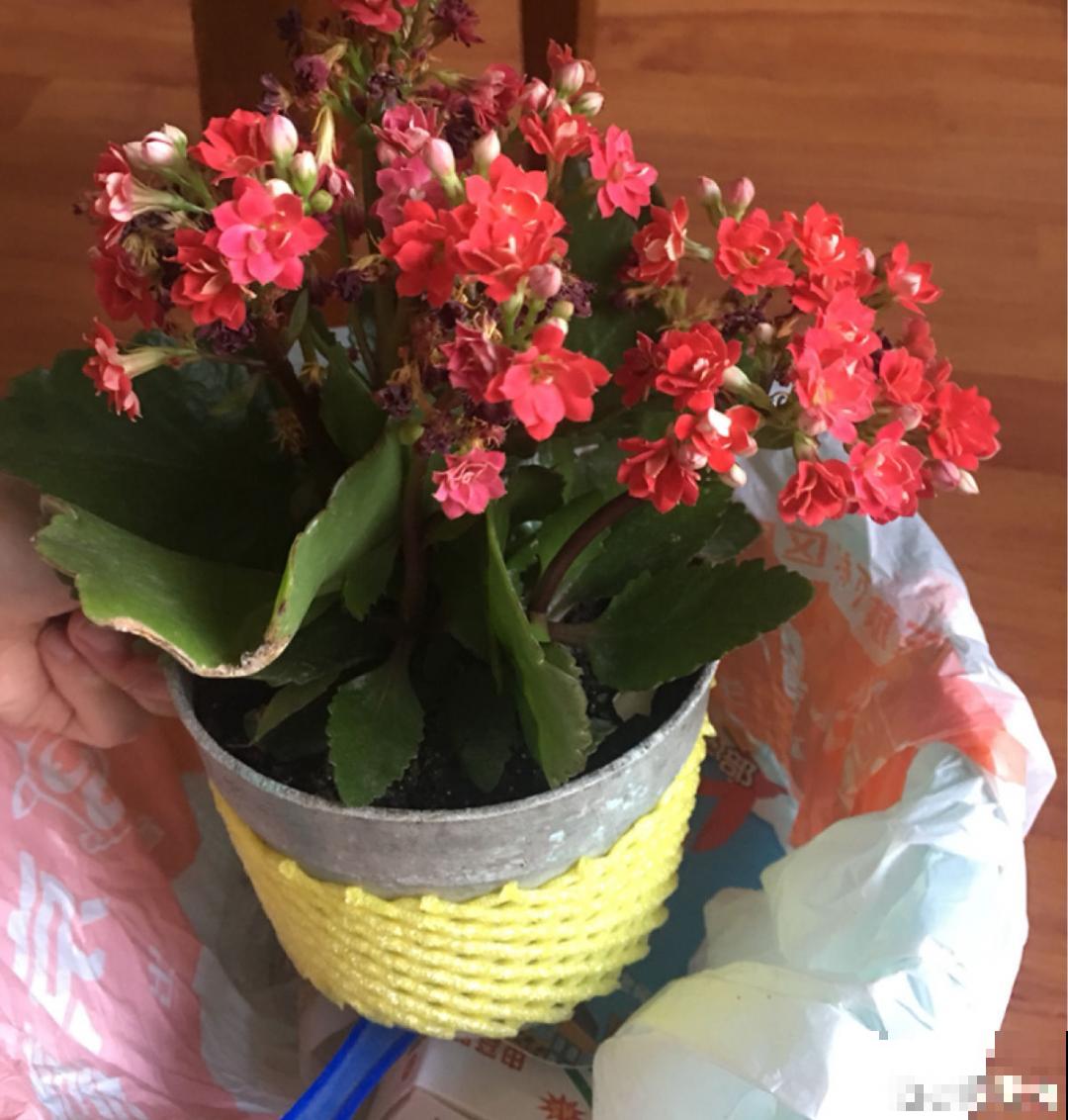 30℃以上，10种花就先别养了，买一盆死一盆，别怪我没提醒你