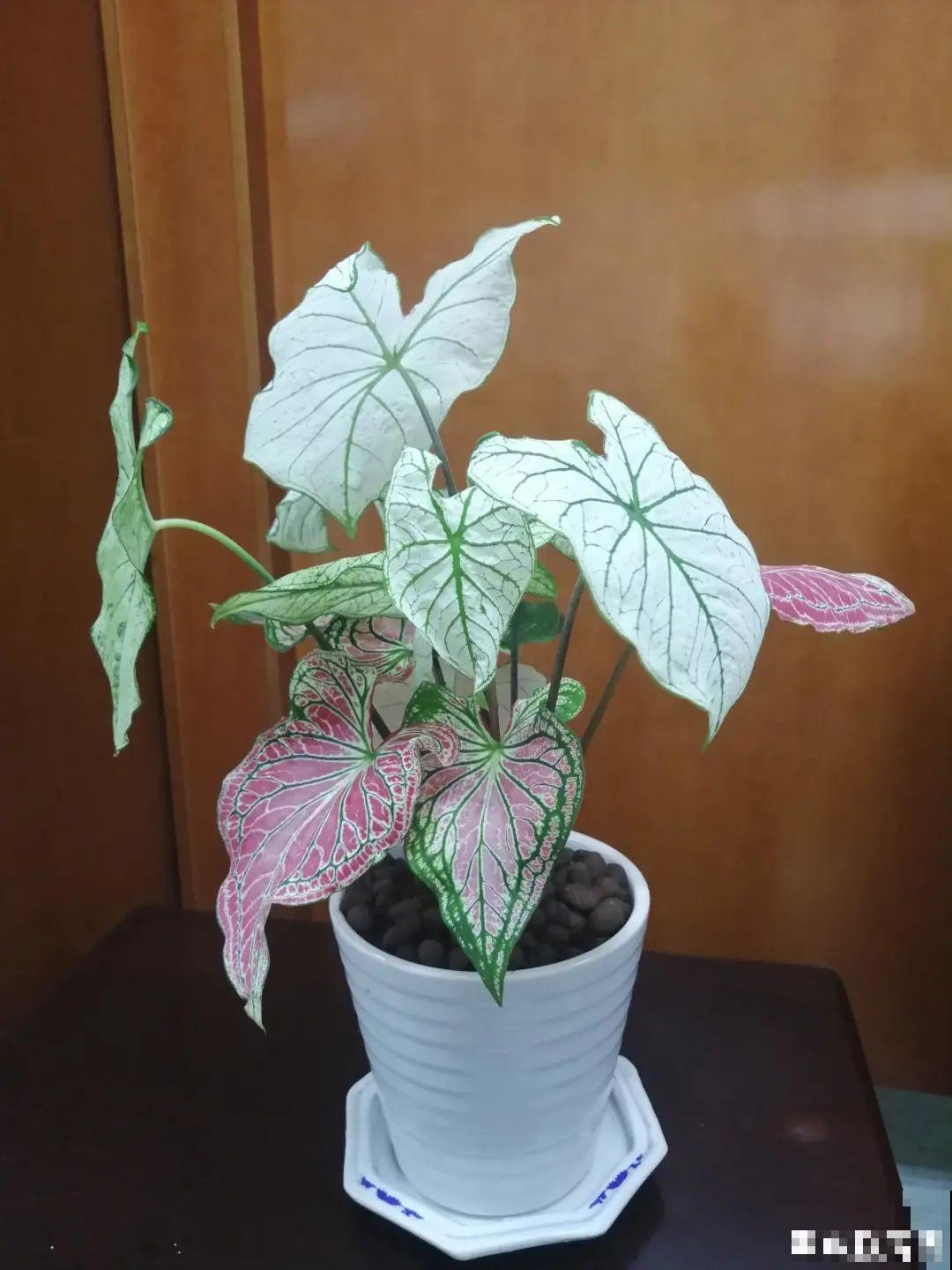 10种花,看着贵气有格调,实际价格很便宜 10种花,看着贵气有格调,实际价格很便宜