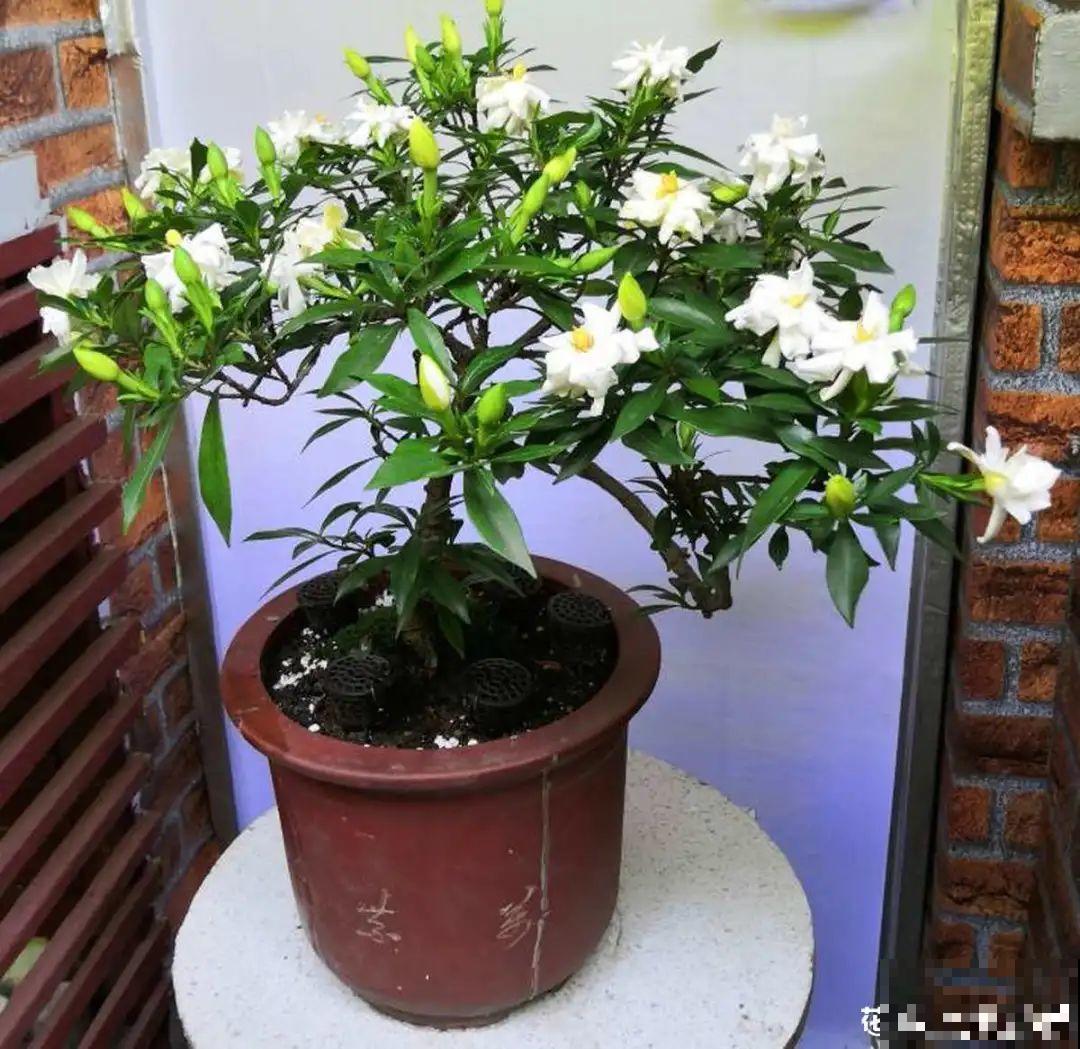初秋8种花不能剪，轻则不开花，严重可能剩空盆
