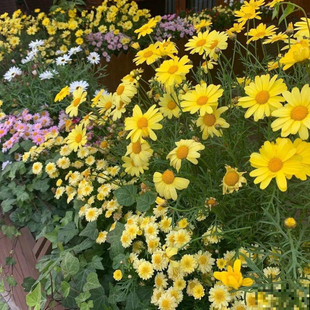 绿化带“壕”无人性，10万块的花堆一起，你认识几个？