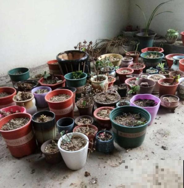 秋天植物苏醒后,重点防烂根,4个要点要做好 秋天植物苏醒后,重点防烂根,4个要点要做好