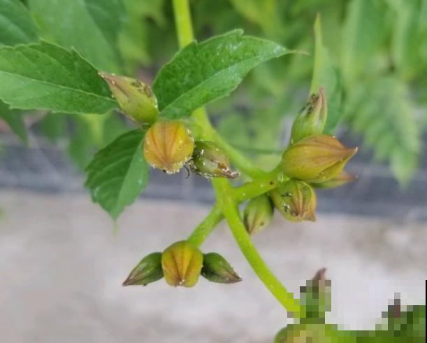 4种花别乱养,天天招虫子,越养越生气 4种花别乱养,天天招虫子,越养越生气