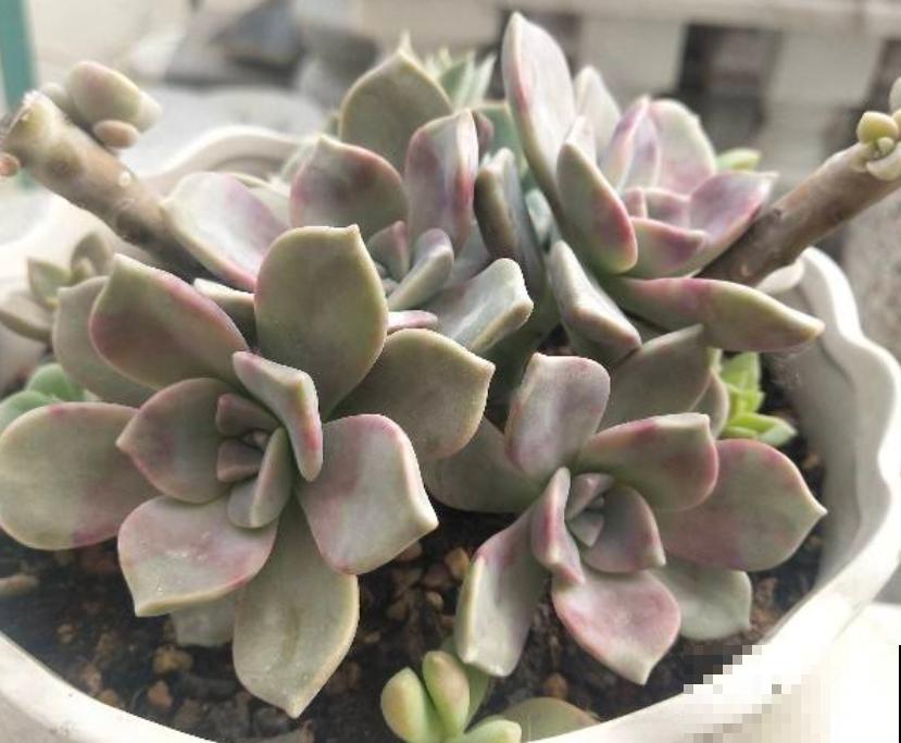 夏天不适合大量购买多肉,但这3种物件,缺一不可 夏天不适合大量购买多肉,但这3种物件,缺一不可