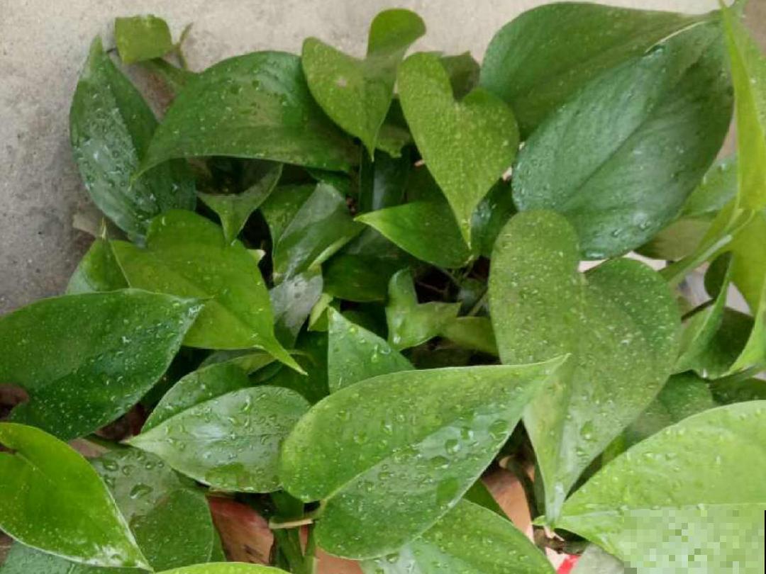绿萝叶子“吐”水珠，恭喜你，养出了最佳状态
