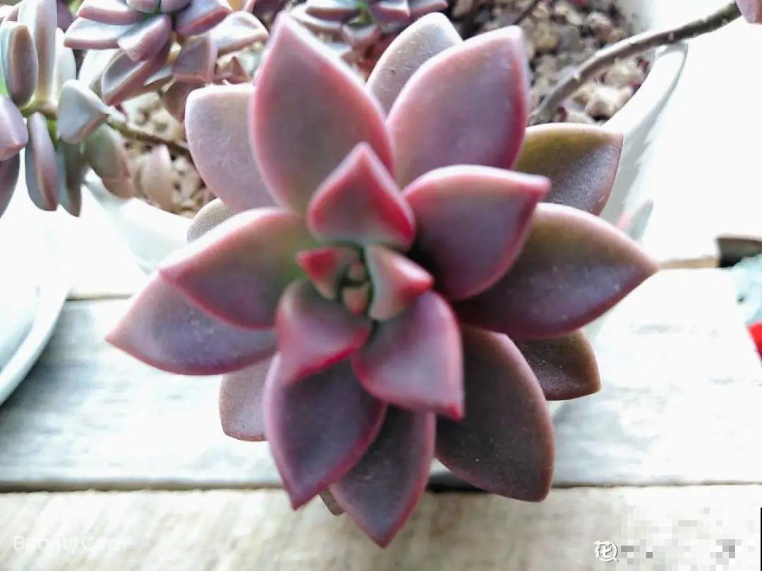 4种色系多肉,每一款都超有品位,你喜欢哪种? 4种色系多肉,每一款都超有品位,你喜欢哪种?