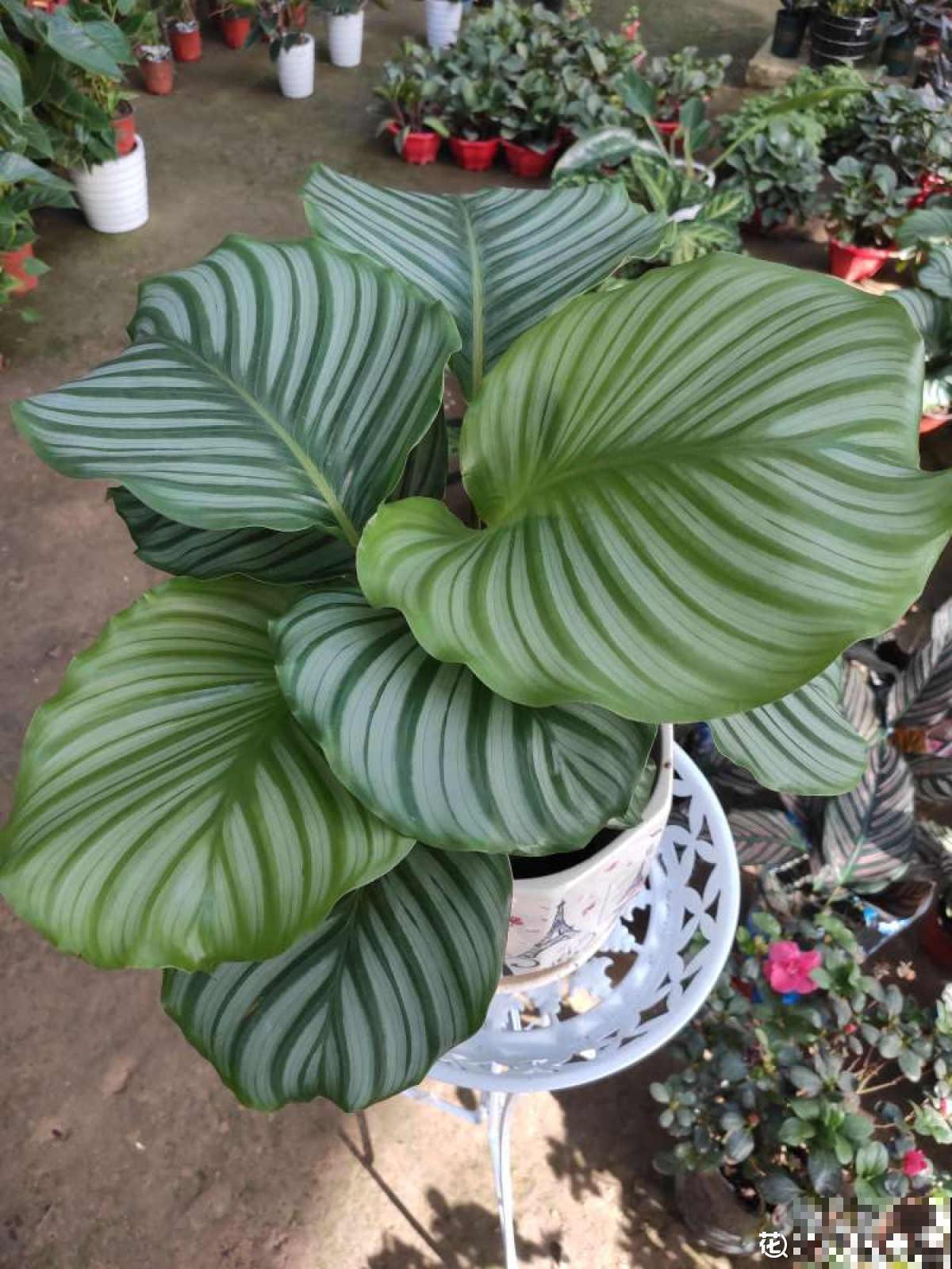 5步种好青苹果竹芋，家中就能打造“青苹果乐园”