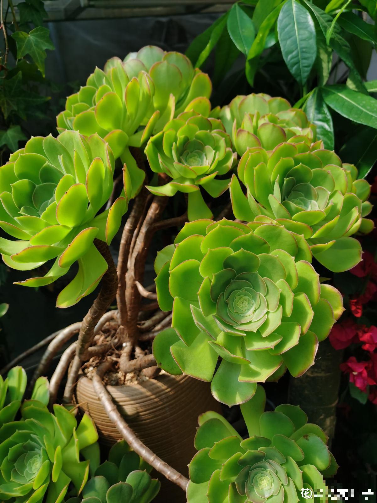 养花8年,总结出6个“坑”,早看早避开 养花8年,总结出6个“坑”,早看早避开