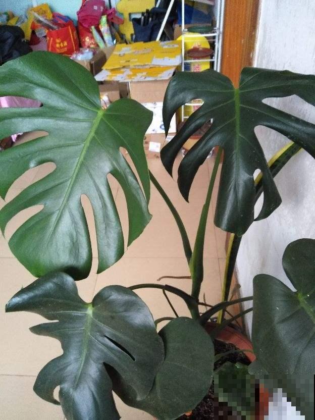 室内空气不好,养盆杀菌花,释放氧气效果好 室内空气不好,养盆杀菌花,释放氧气效果好