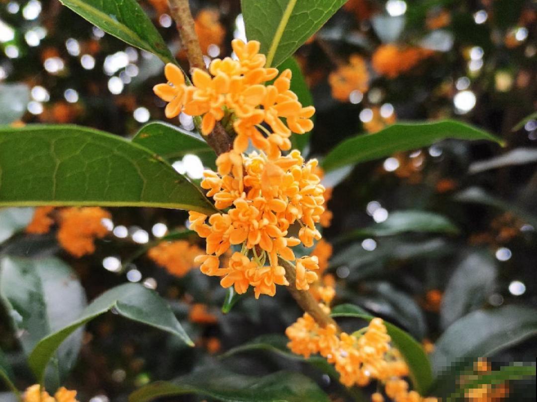 9个开花劳模，施肥不能停，不然越养越差劲