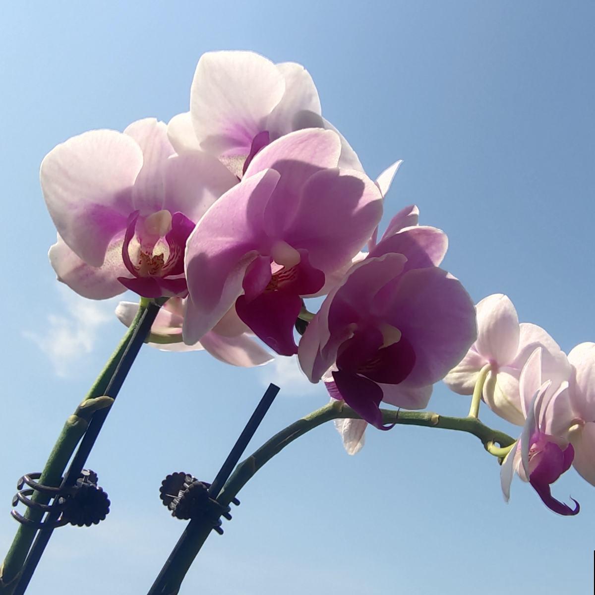 老婆在家养花，老公受不了了，养花还是要有个“度”