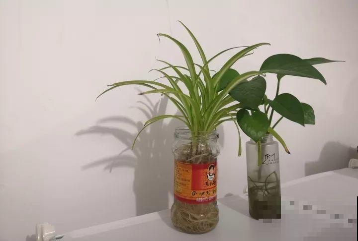 旧筷子、老干妈瓶别扔，拿来养花效果好，省下一笔养花钱