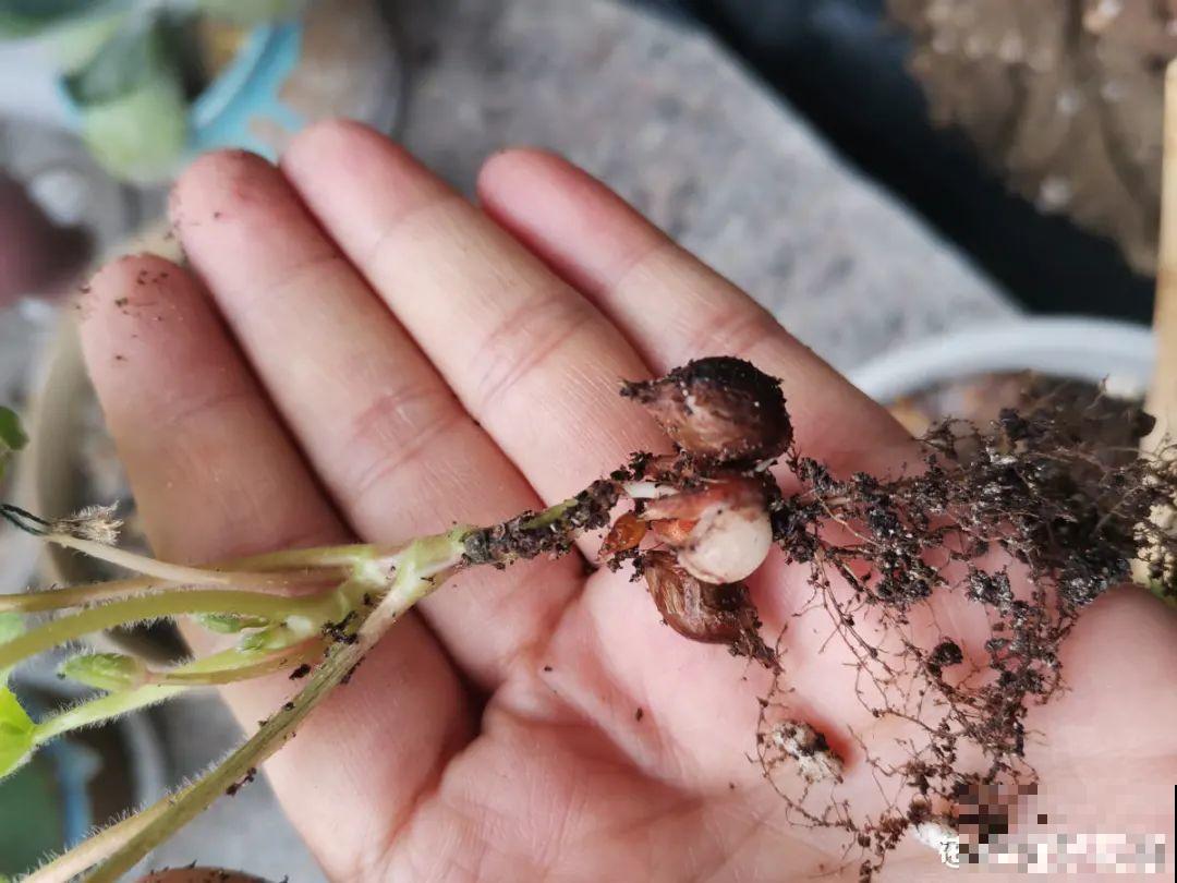 “不死鸟”真烦人，越养越多，真想扔掉