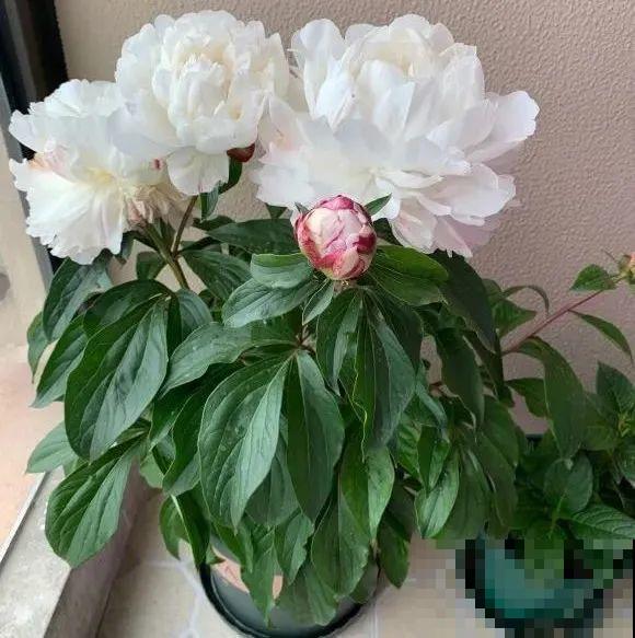 换盆时间到,换好后植物呼呼长,不换全年不开花 换盆时间到,换好后植物呼呼长,不换全年不开花