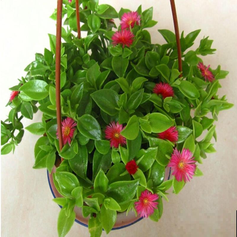 3种花天生可爱,有趣的人都爱养,满盆都是小动物 3种花天生可爱,有趣的人都爱养,满盆都是小动物