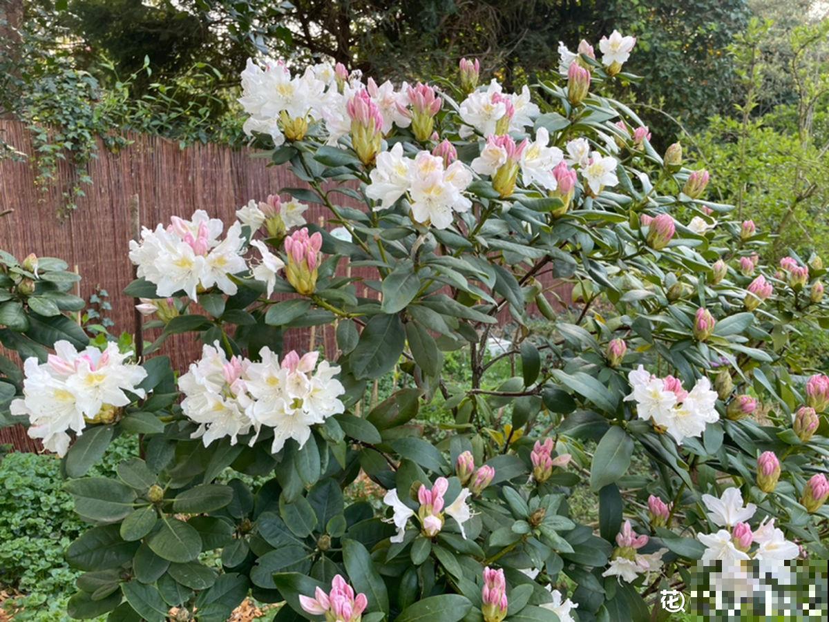 一楼的小院和顶楼的天台,养花人的选择恐惧症,到底哪个好 一楼的小院和顶楼的天台,养花人的选择恐惧症,到底哪个好