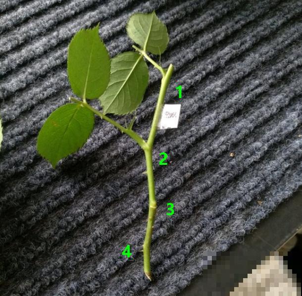 6月份扦插，选好合适的植物品种，沾土、泡水都能活