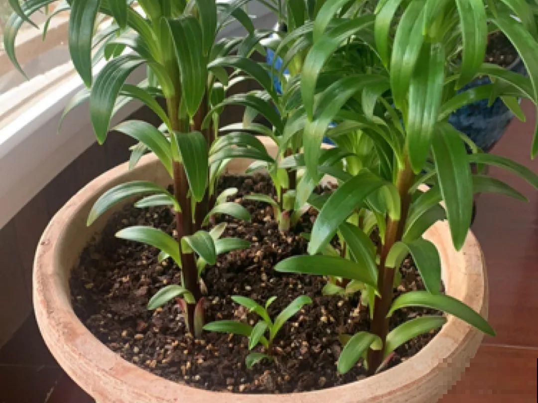 百合开完别扔了,养叶子,1棵变多棵 百合开完别扔了,养叶子,1棵变多棵