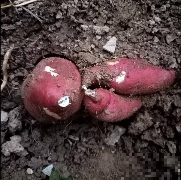 白露节气到,改变2点生活习惯,秋天才能健康度过 白露节气到,改变2点生活习惯,秋天才能健康度过