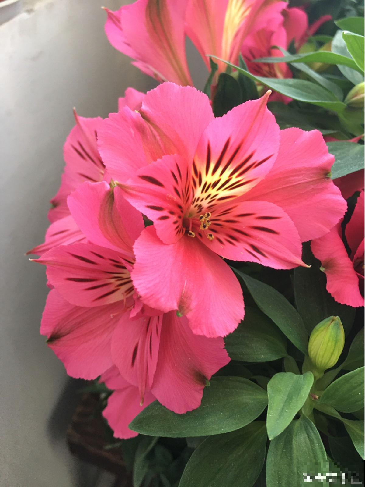 5种花，光听名字就很美，看到实物后，网友感叹：名不虚传