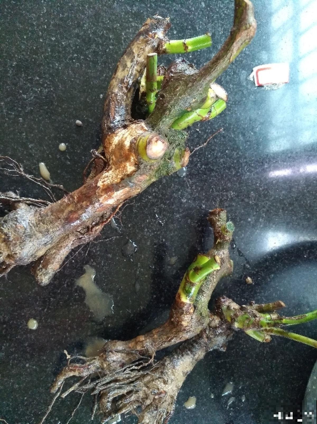 秋天“花骗子”真多,看到这4种花要谨慎,小心上当受骗 秋天“花骗子”真多,看到这4种花要谨慎,小心上当受骗