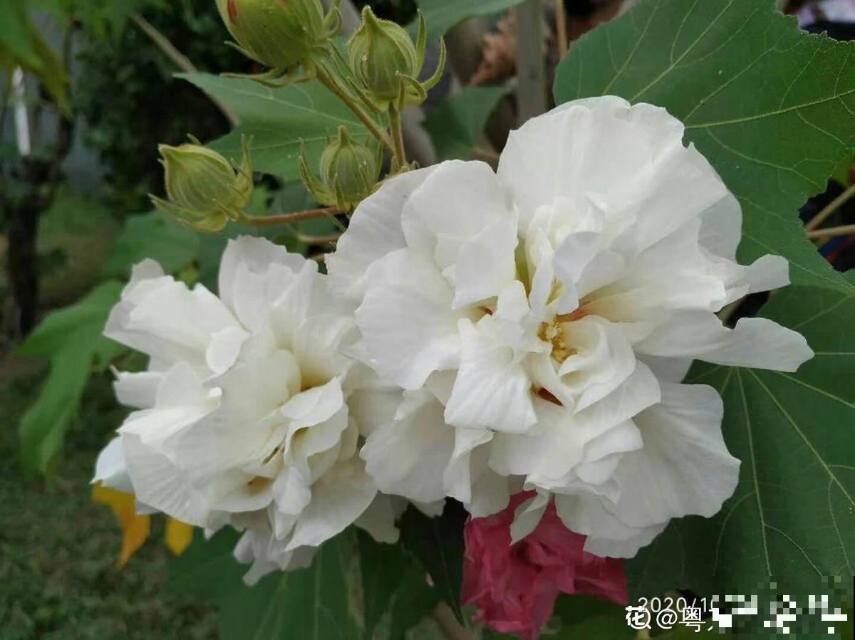 1种花天生会“变脸”，开放时是红色，衰败变白色，见的人真不多