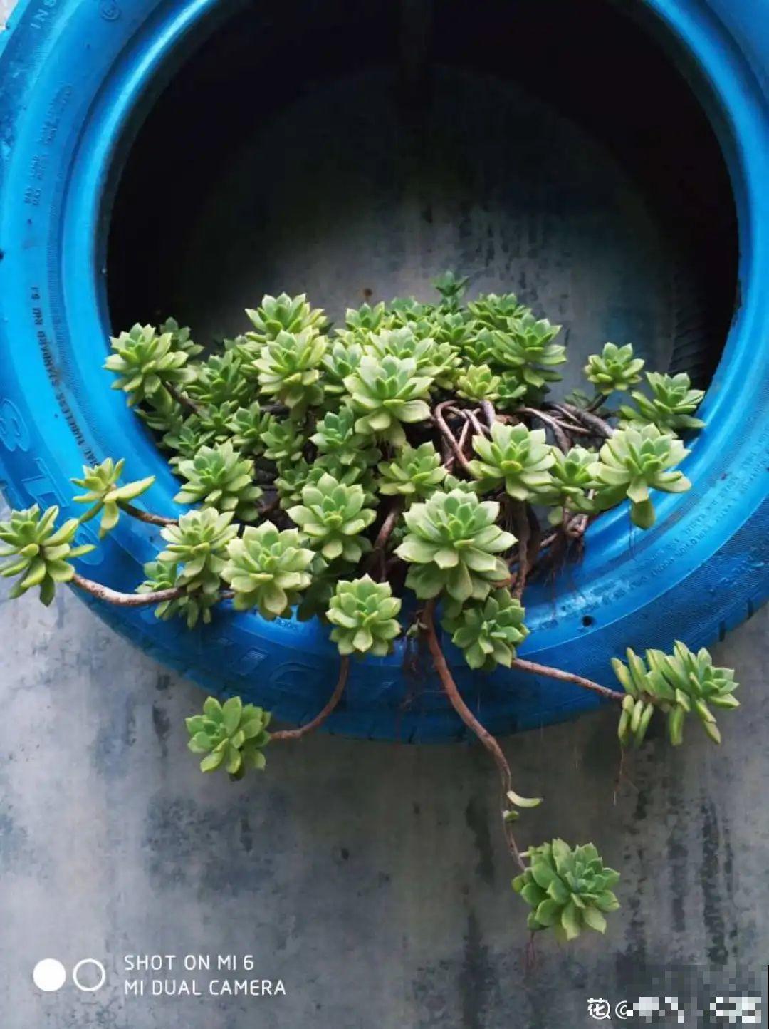 旧筷子、老干妈瓶别扔，拿来养花效果好，省下一笔养花钱