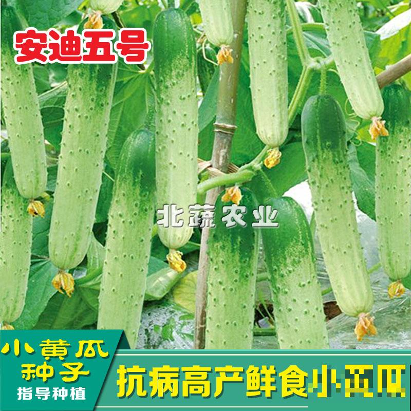 黄瓜养腻了，换一换水果黄瓜，养法相似，营养更高