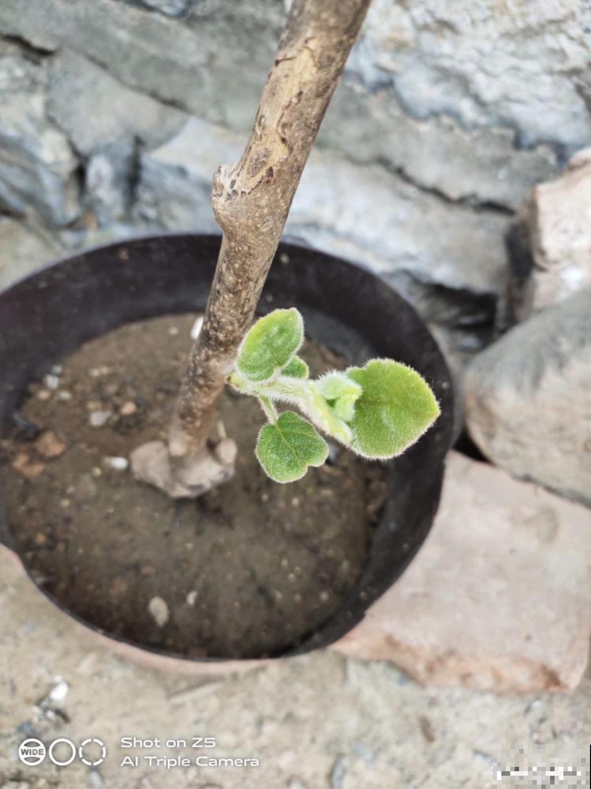 猕猴桃也能自己种？学好养殖，还你满盆猕猴桃