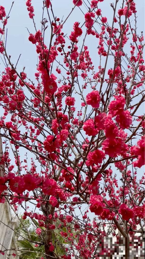 观赏桃树和食用桃树是同一种吗?走进桃树大国,揭秘桃树种类 观赏桃树和食用桃树是同一种吗?走进桃树大国,揭秘桃树种类
