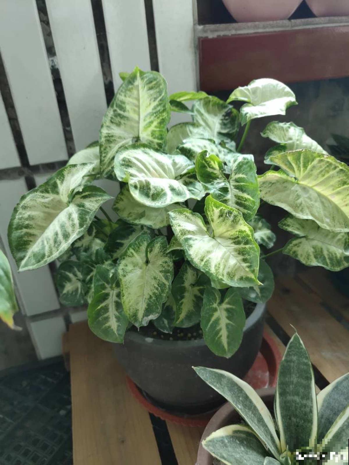 家里没有直射光，适合10种耐阴绿植生长，叶子花花绿绿像油画