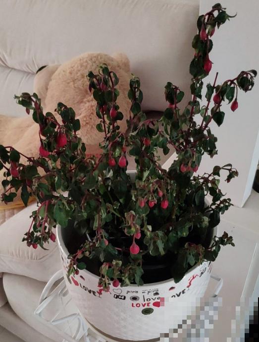 高温预警，先别种这4种花，夏天养好算我输