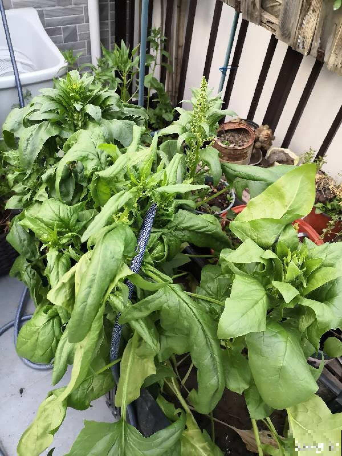 一楼的小院和顶楼的天台,养花人的选择恐惧症,到底哪个好 一楼的小院和顶楼的天台,养花人的选择恐惧症,到底哪个好