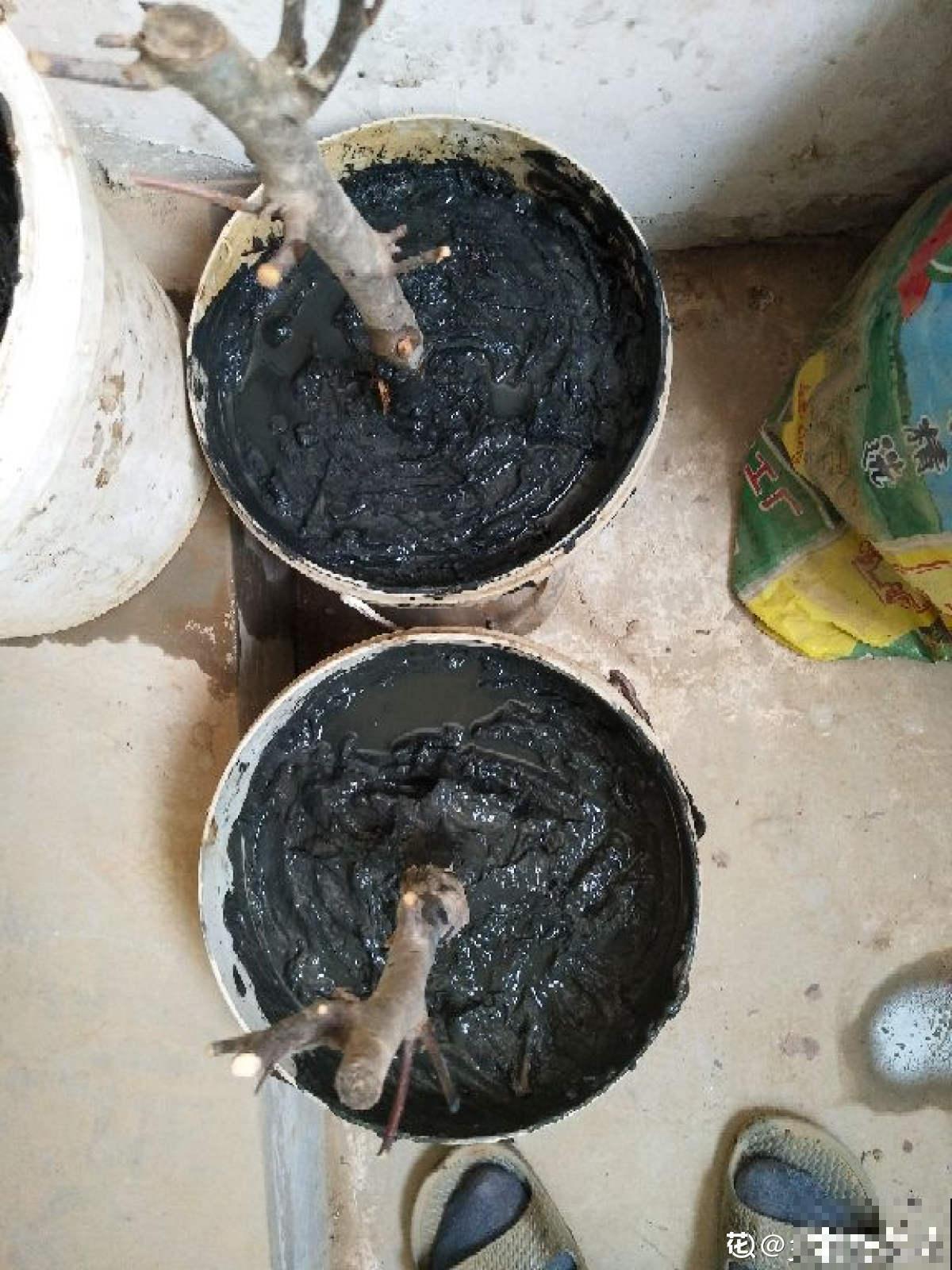 果树首选种苹果，6个步骤，在家吃到大苹果