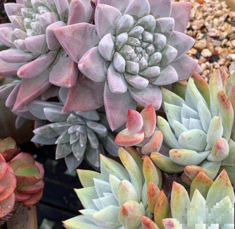 夏天不适合大量购买多肉，但这3种物件，缺一不可