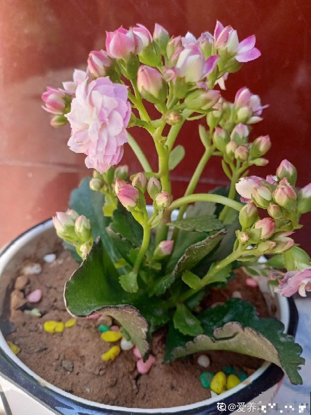 4种花现在正“饿”，多给它补点大补肥，才能长得壮