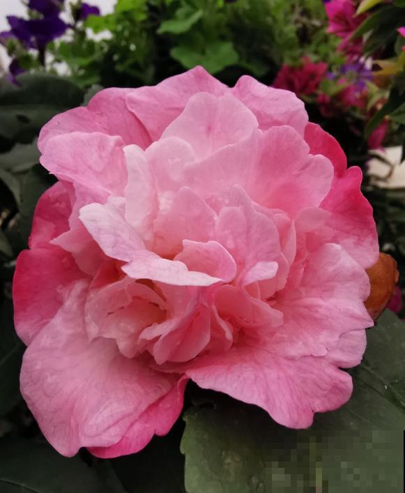 盘点！我国的市花，你听过几个？