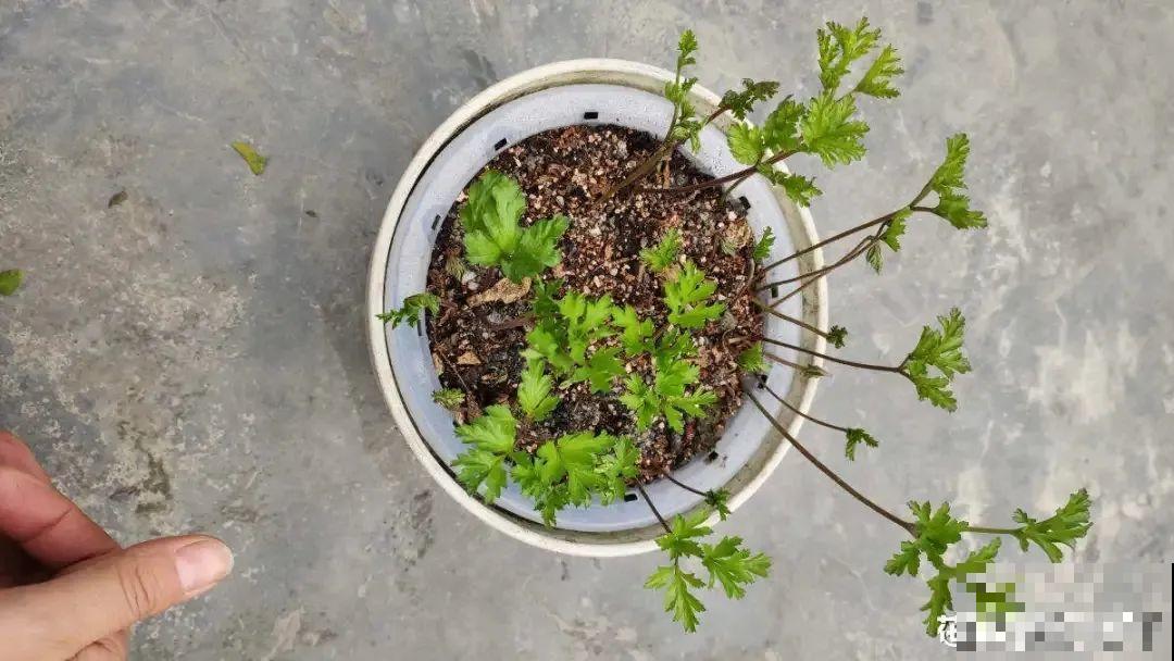 特有气质的小众花,颜值超高,温度零下也能活 特有气质的小众花,颜值超高,温度零下也能活