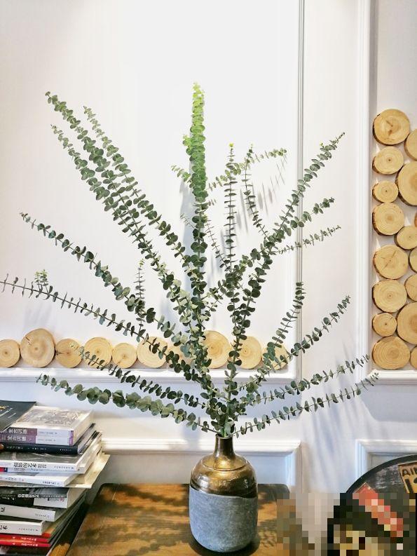 最近流行的简约风绿色，这3种植物，纳凉经典又好养