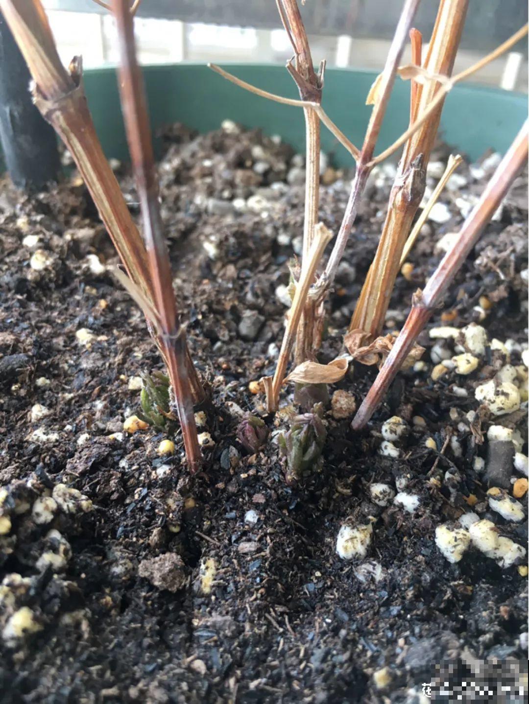 9种花，天热会“假死”，千万别丢了，秋天就苏醒