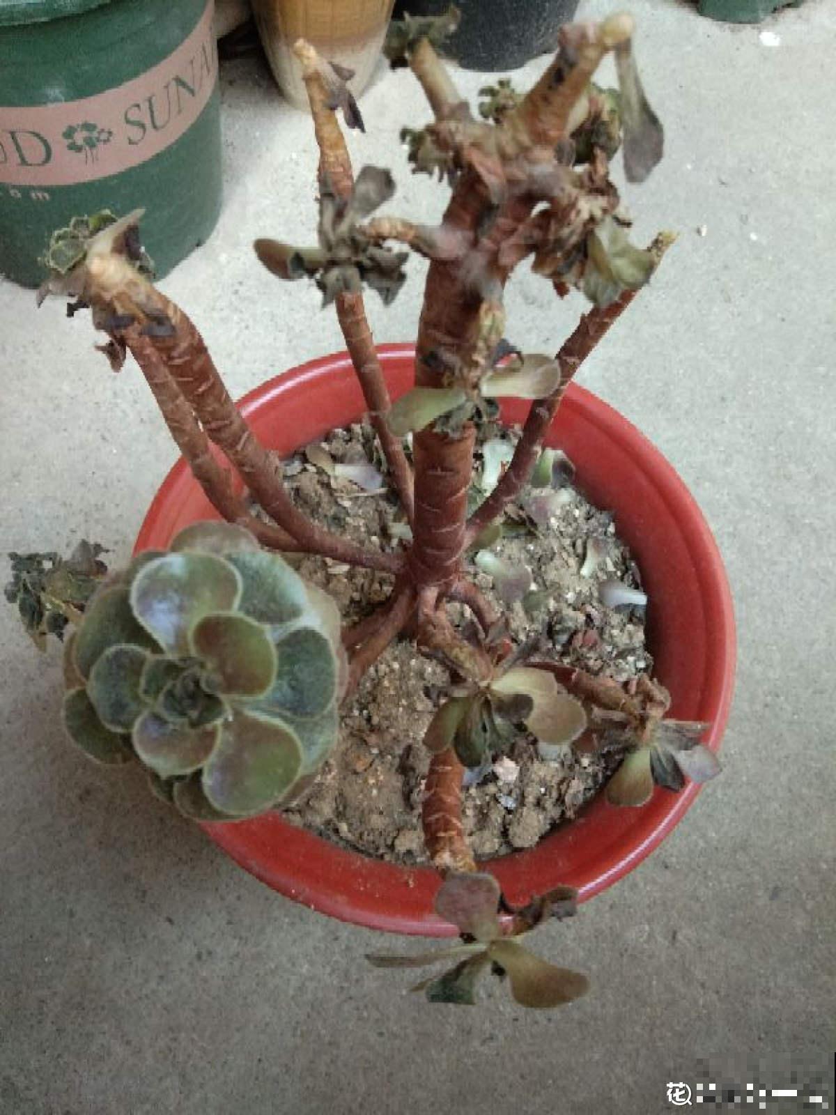 快死的花别丢掉，找对方法补救一下，还能重焕生机