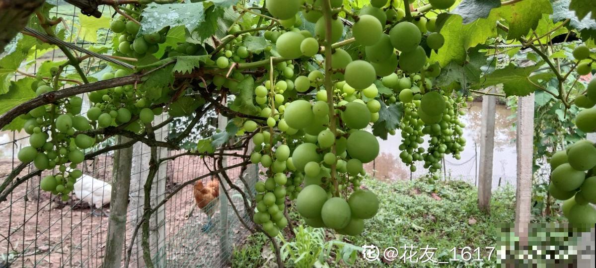 一棵葡萄树，做成天然遮阴棚，养殖省力又好打理