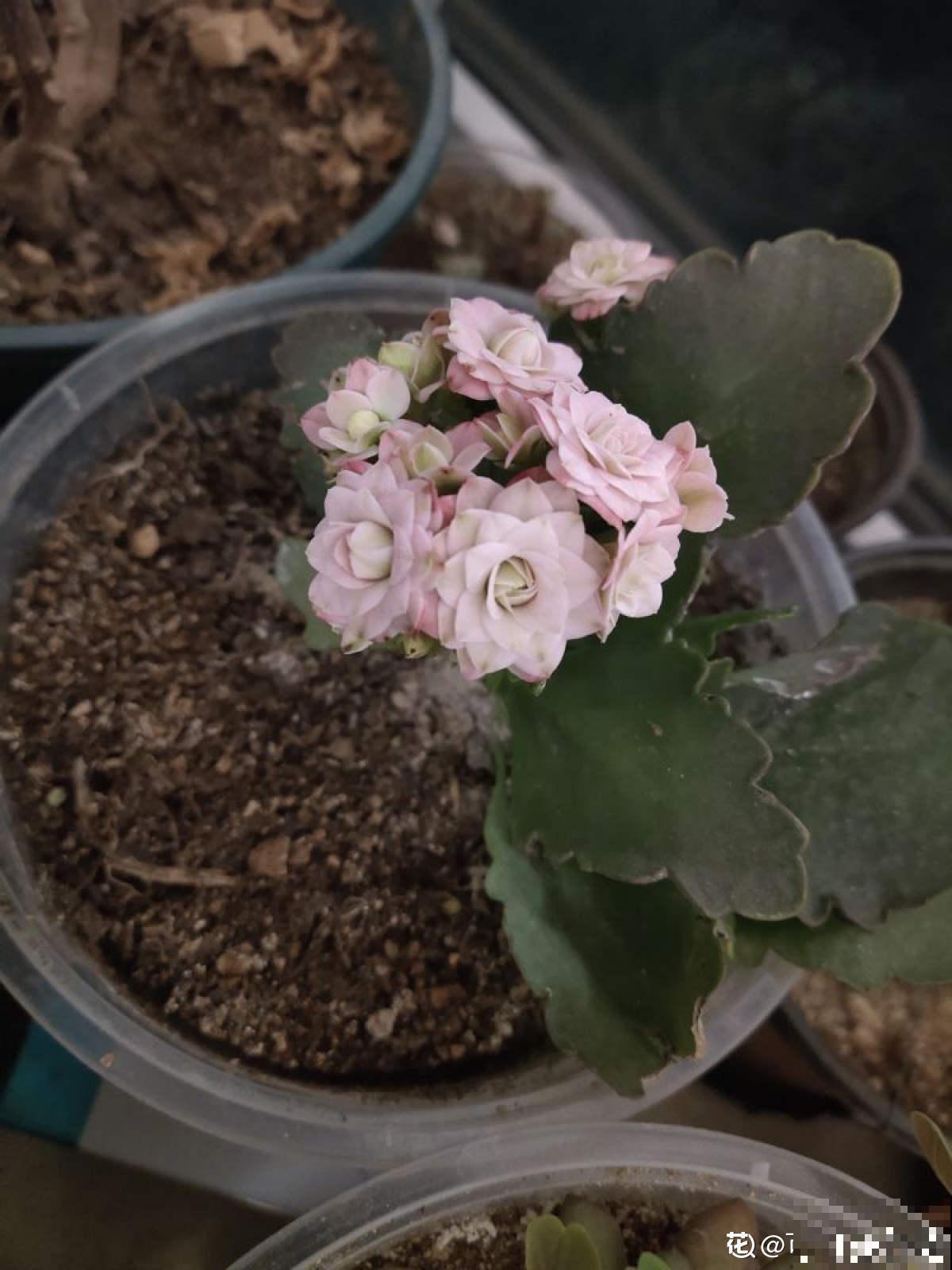 网购的花,拿到手后做4步,很快恢复状态 网购的花,拿到手后做4步,很快恢复状态