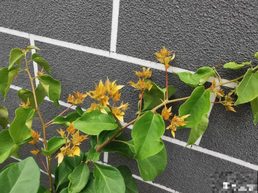 养护三角梅，注意3个养护要点，花期“超长待机”