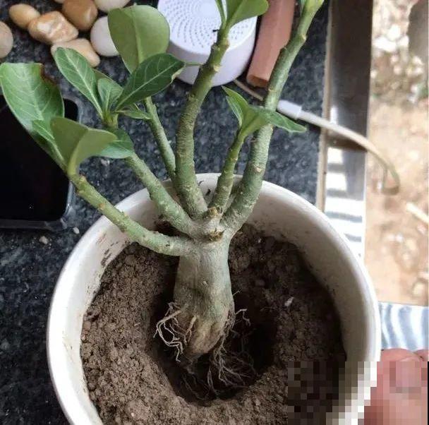 夏天养花，就怕乱浇水，千万不能积水